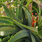 Cactus dent de scie