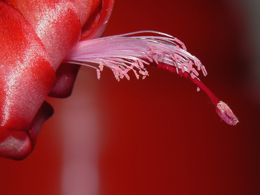 Cactus di Natale (Schlumbergera buckleyi )