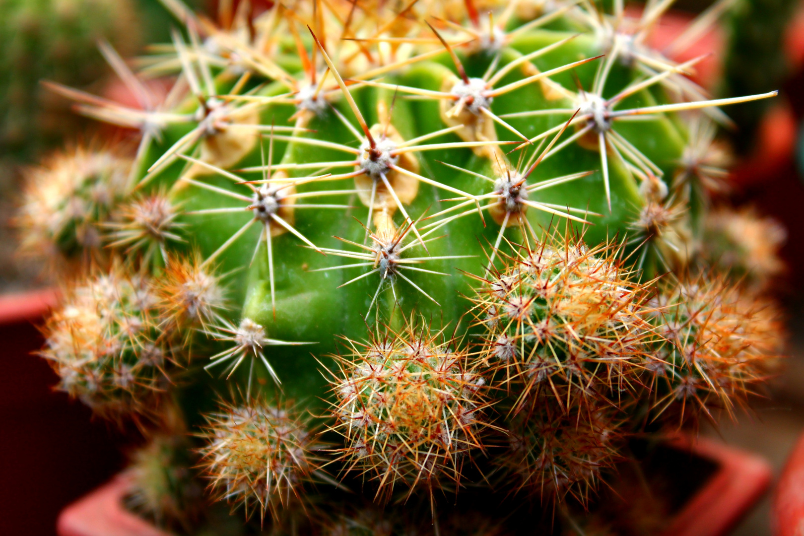 Cactus e hijos.