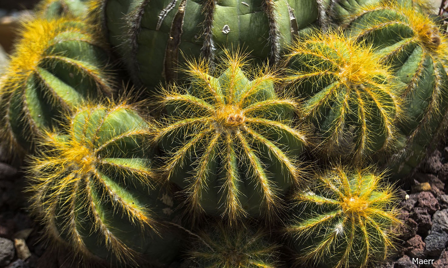 Cactus en El Botánico de Blanes