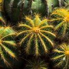 Cactus en El Botánico de Blanes