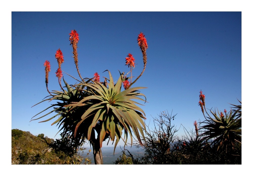 Cactus en fleur