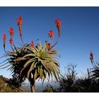 Cactus en fleur