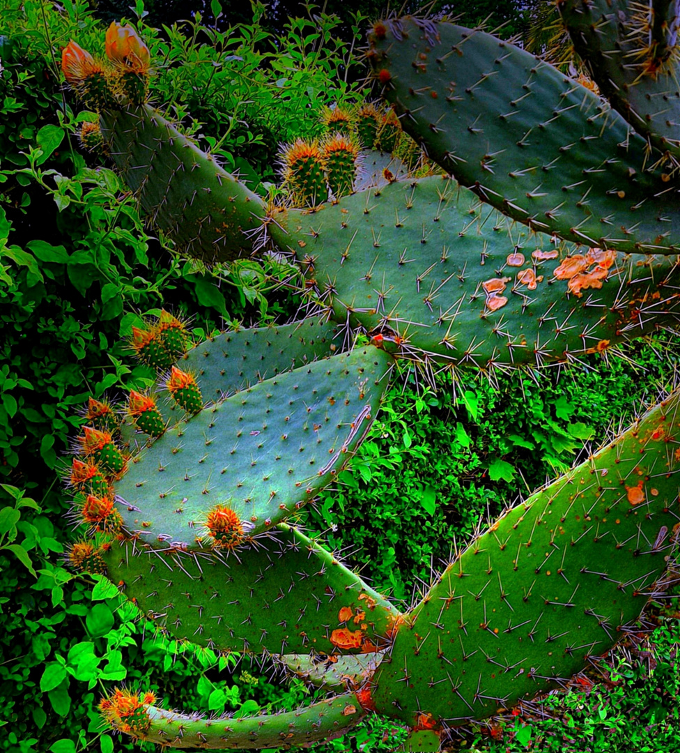 Cactus en fleurs 