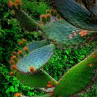 Cactus en fleurs 