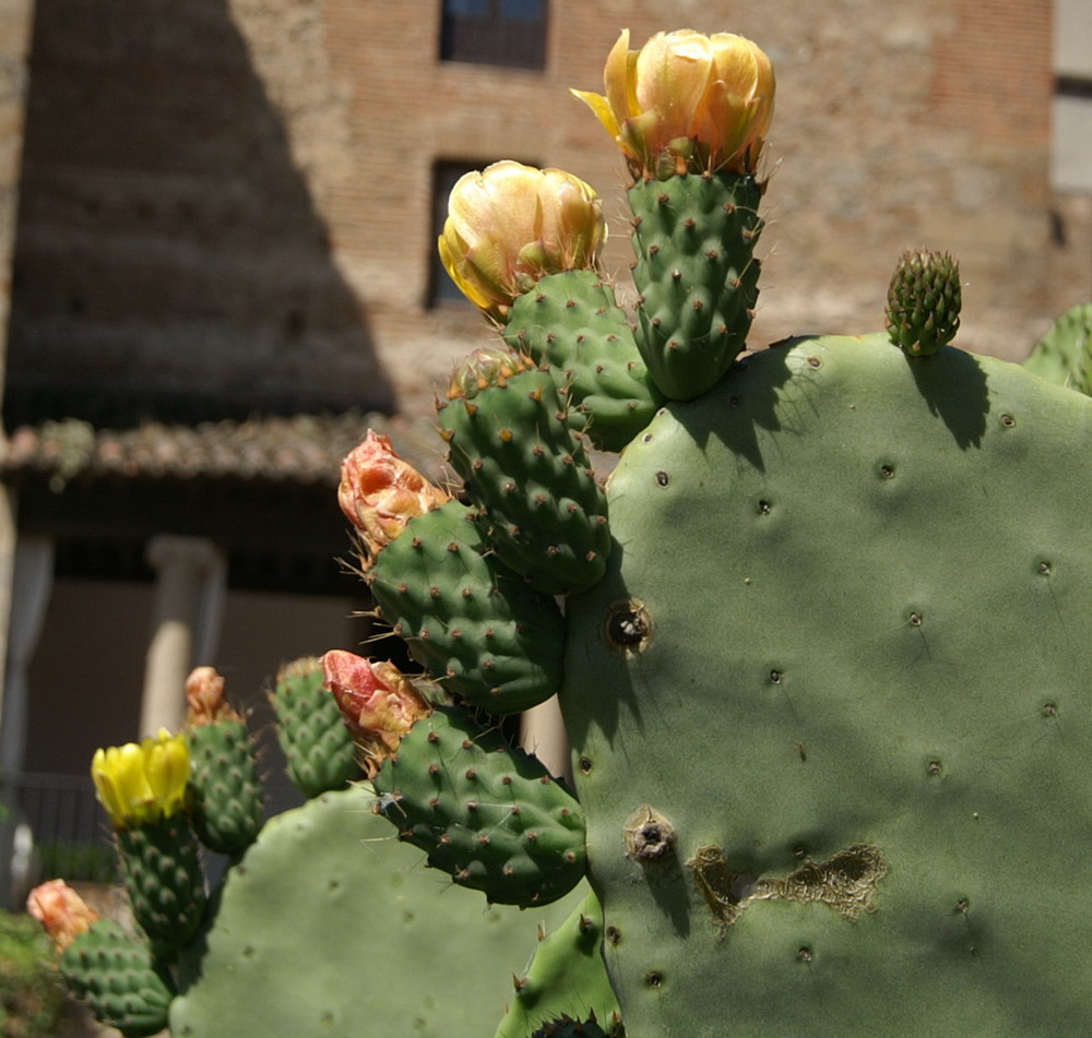 CACTUS EN FLOR