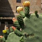 CACTUS EN FLOR