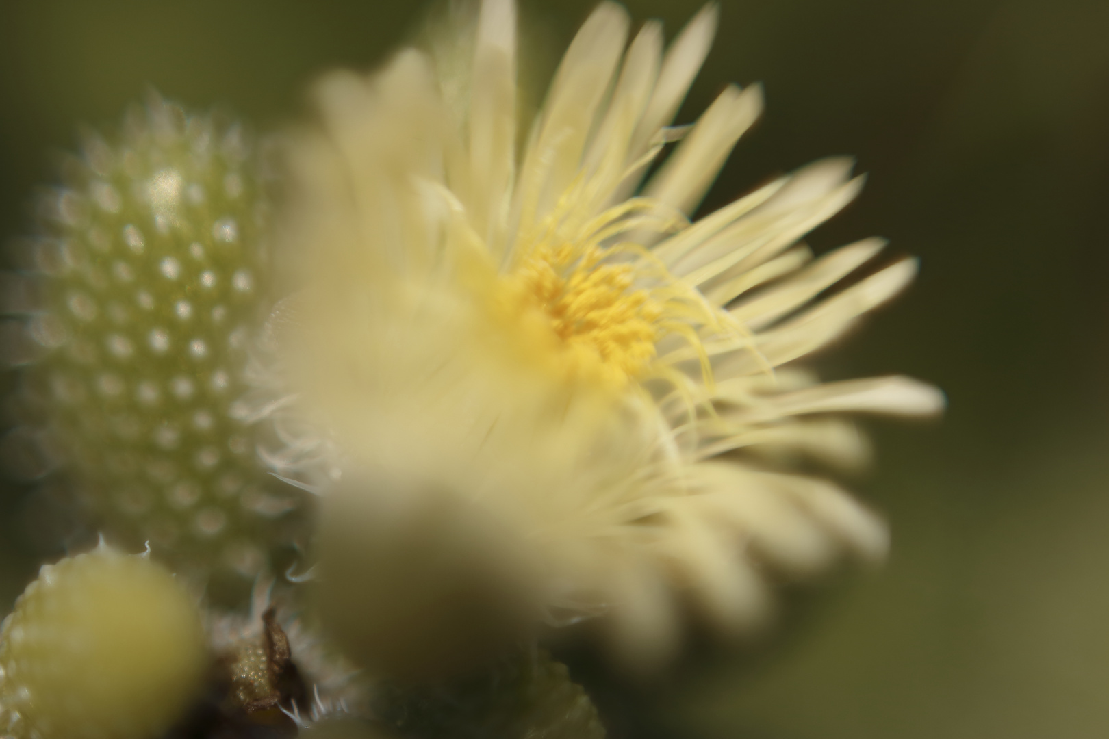 cactus en flor