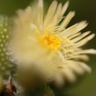 cactus en flor