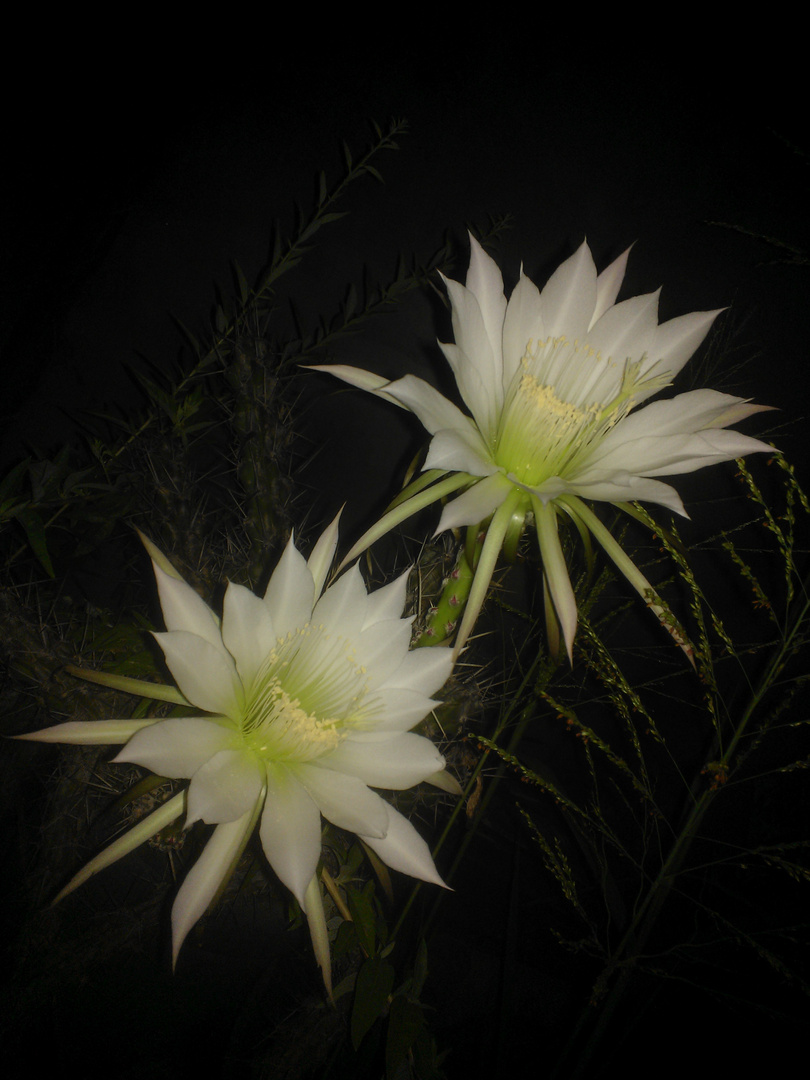 Cactus en flor