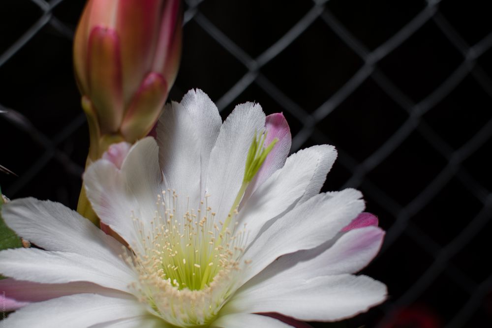 Cactus en flor.