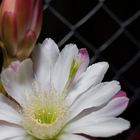 Cactus en flor.