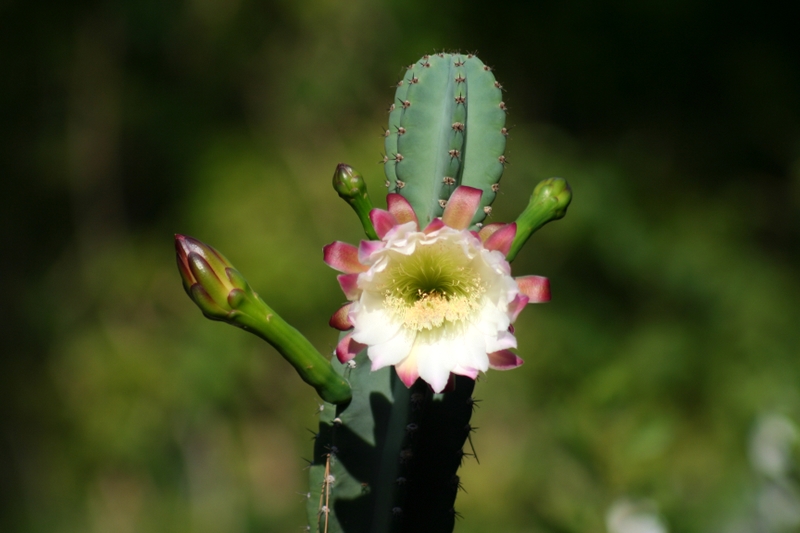 cactus en Flor