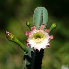 cactus en Flor