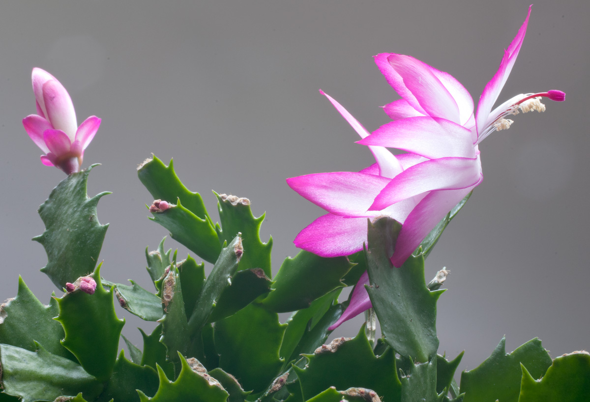 cactus en flor