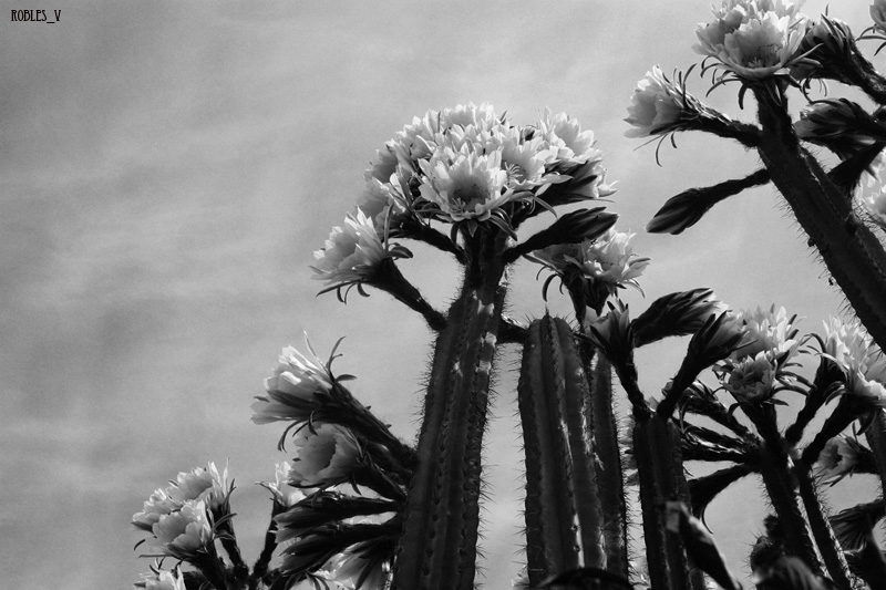 cactus en flor