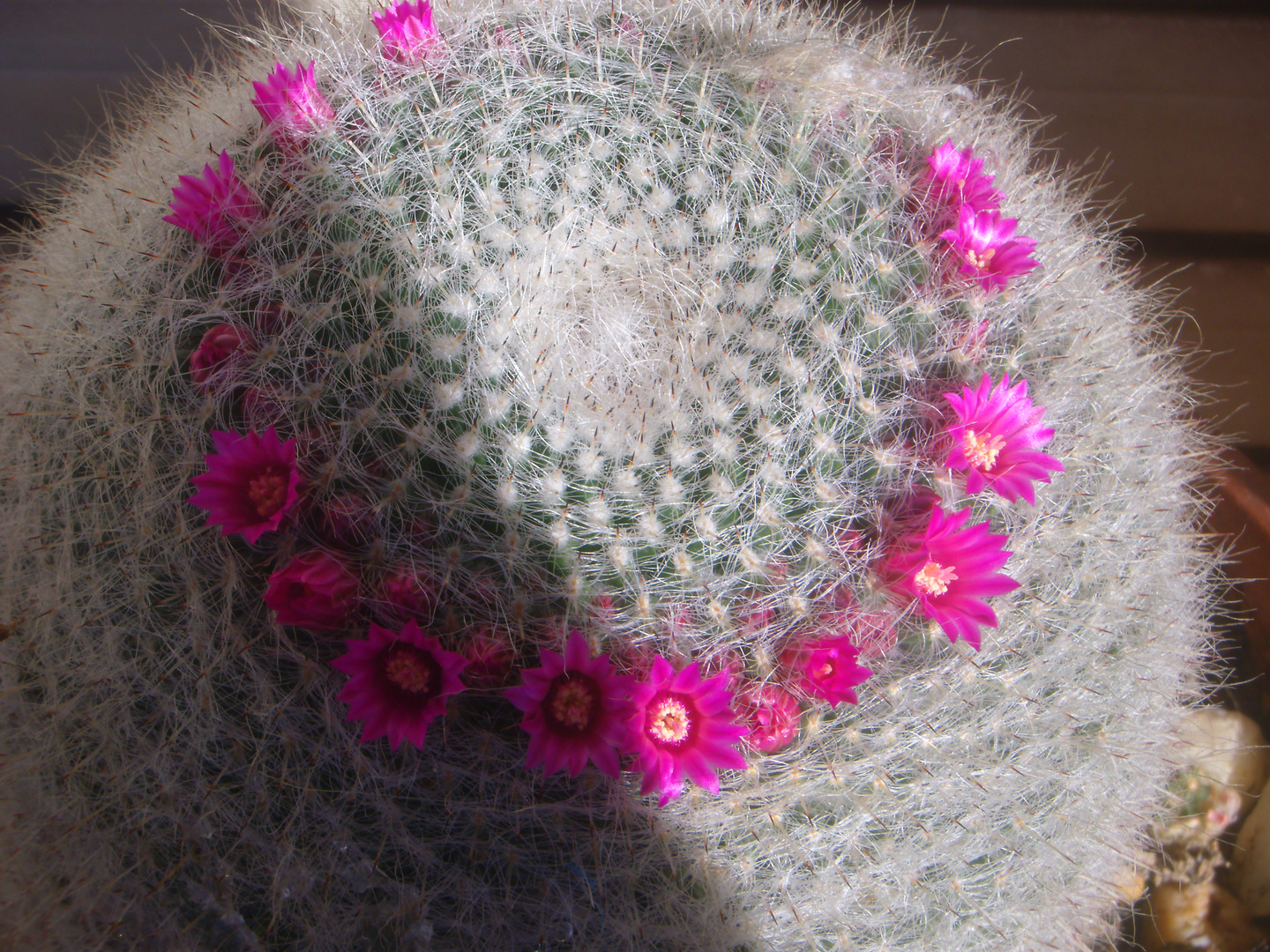 CACTUS EN FLOR