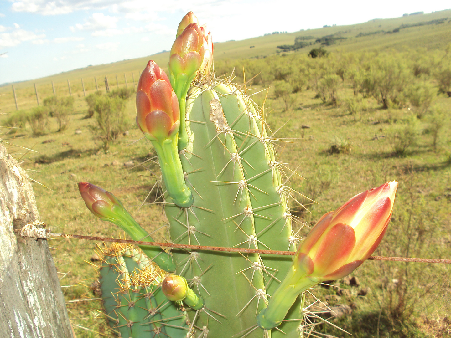 cactus en flor