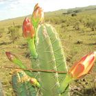 cactus en flor