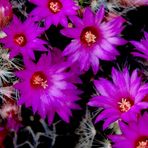 Cactus en flor...Flores y espinas.