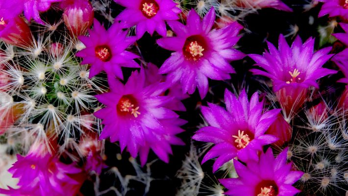 Cactus en flor...Flores y espinas.