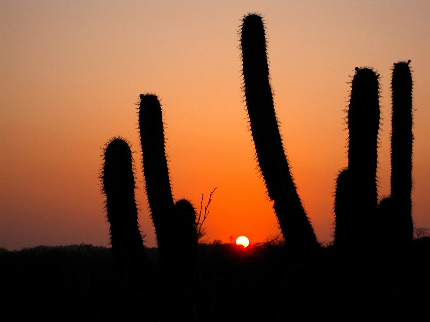 cactus en huatulco