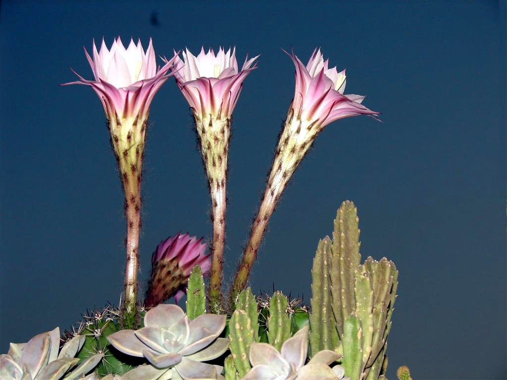 Cactus et des fleurs