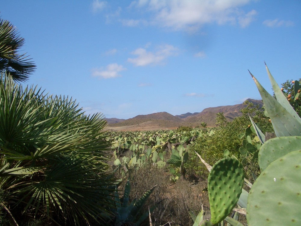 cactus et palmitos