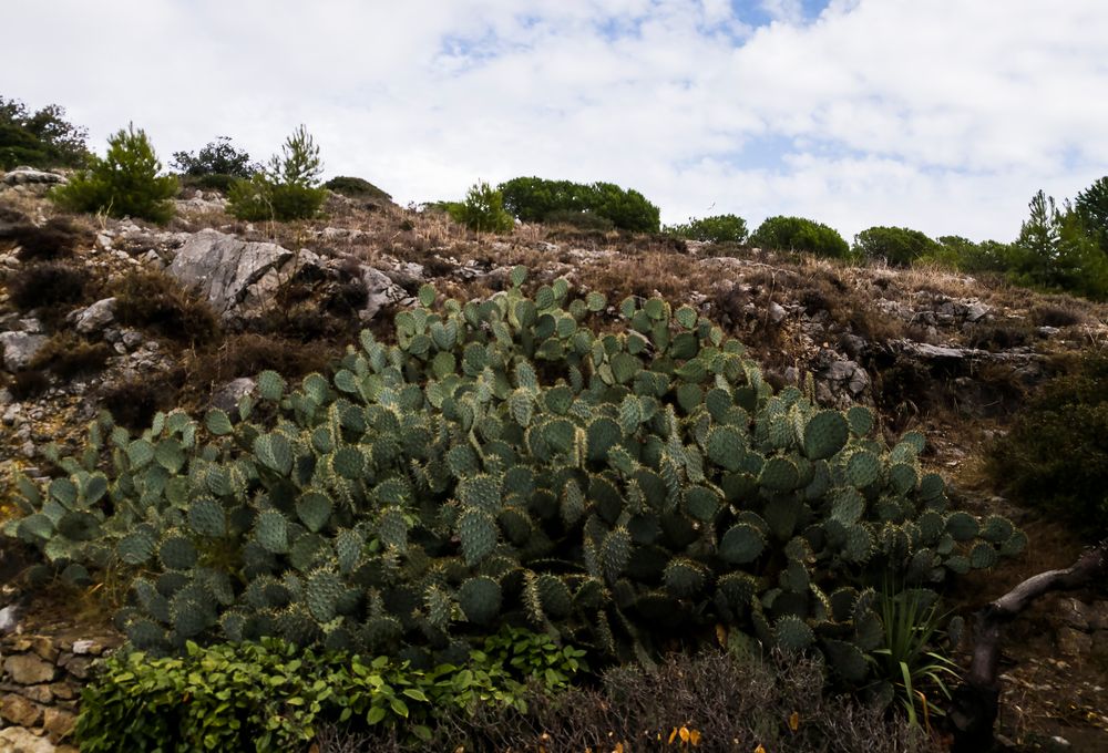 cactus