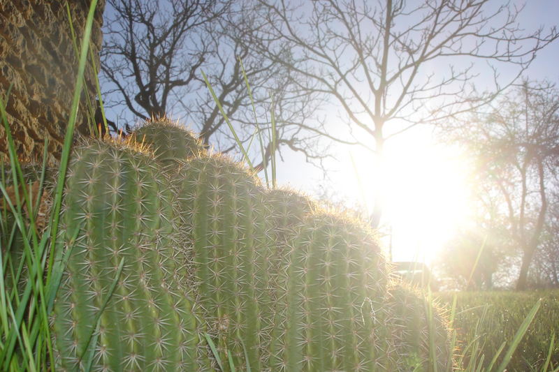 cactus