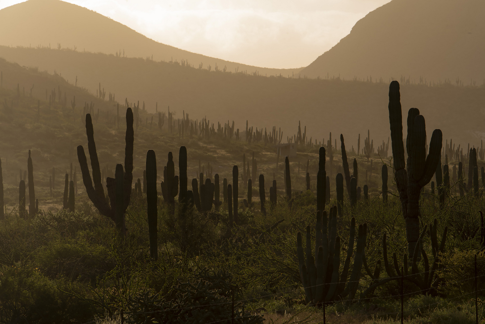 Cactus field