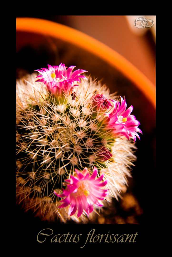 Cactus florissant