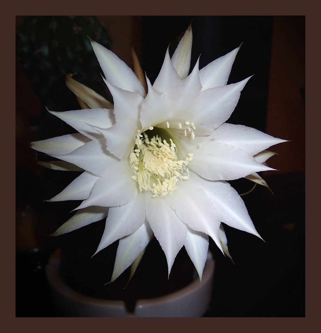 cactus flower