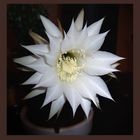 cactus flower