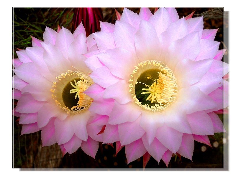 Cactus flower