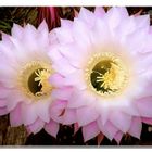 Cactus flower