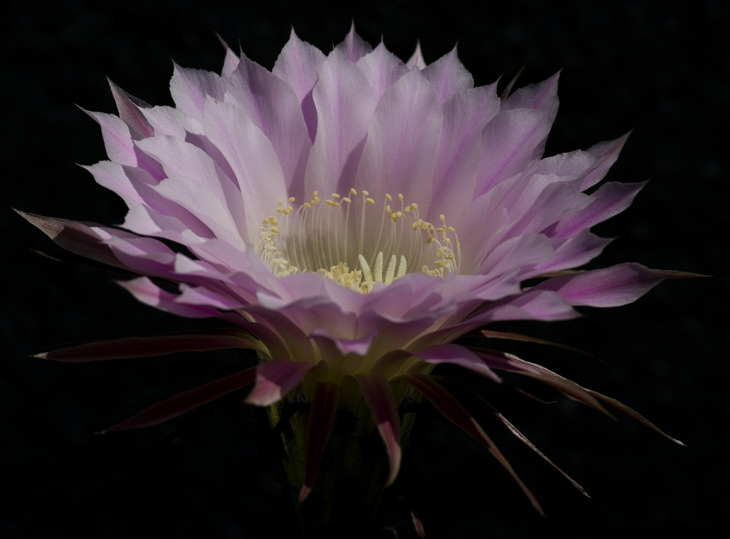 Cactus flower