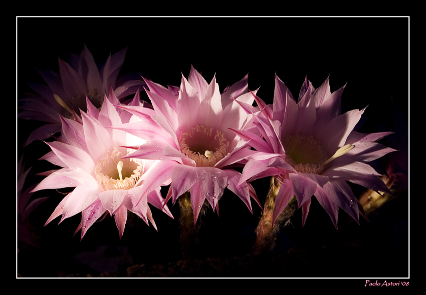 Cactus Flower