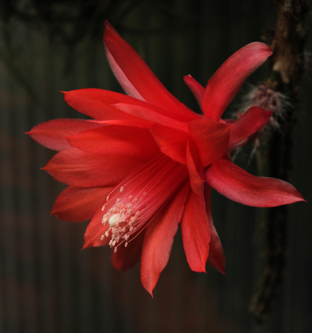 Cactus Flower