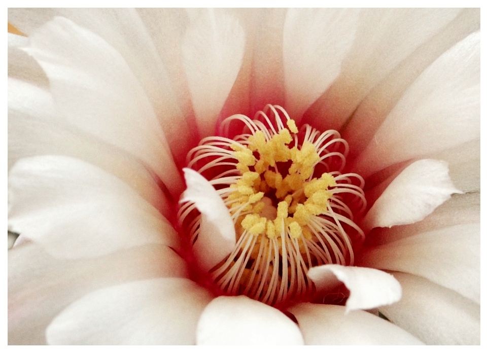 Cactus flower