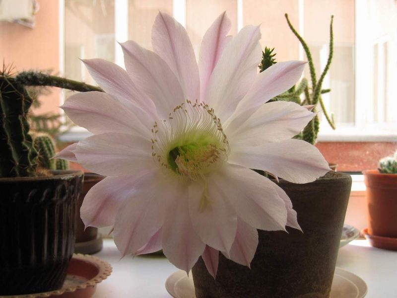 Cactus flower