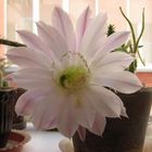 Cactus flower