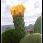 Cactus Flower and sky