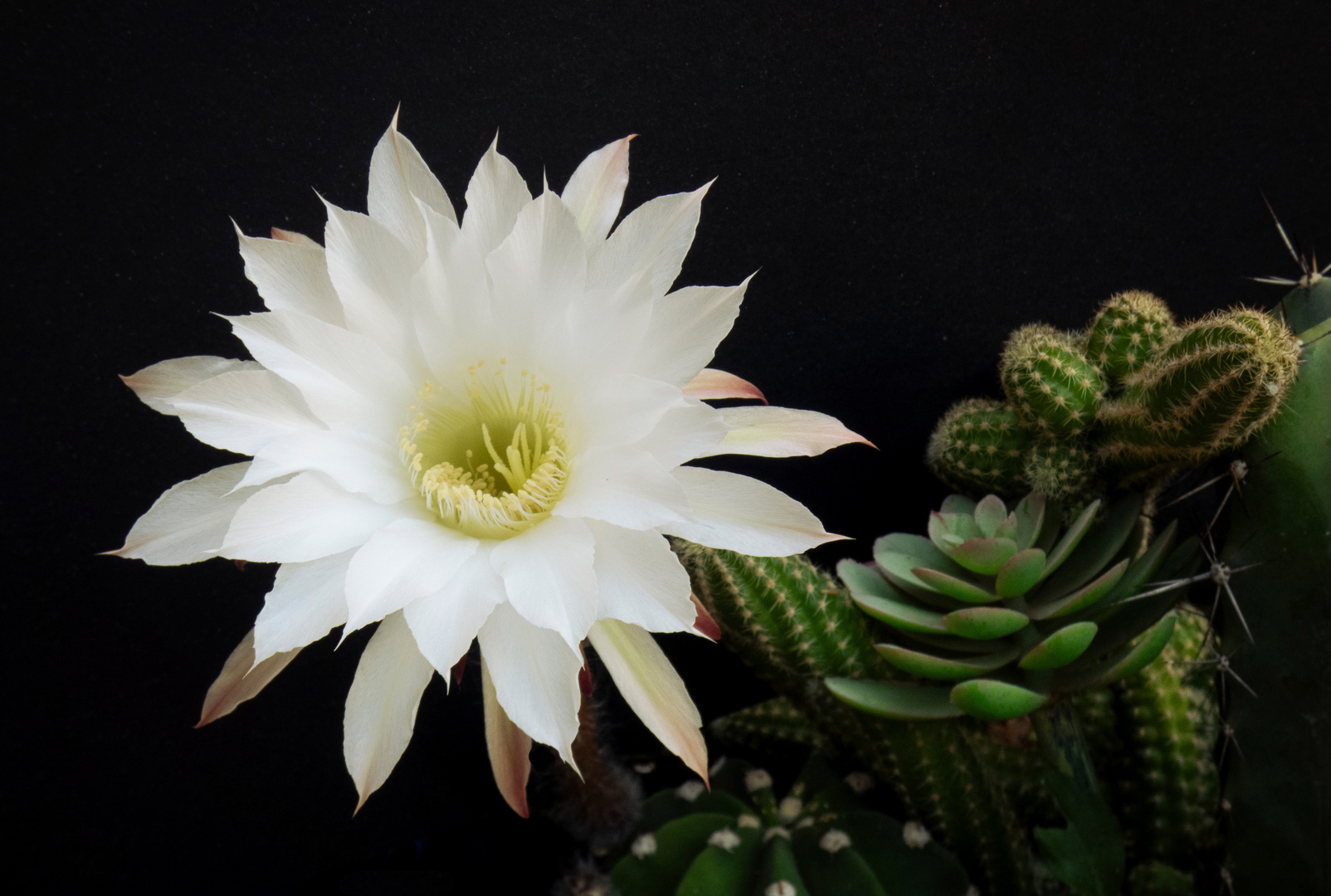 Cactus flower