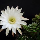 Cactus flower