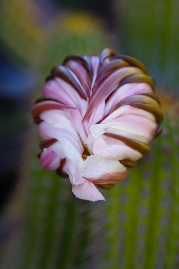 cactus flower