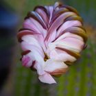 cactus flower