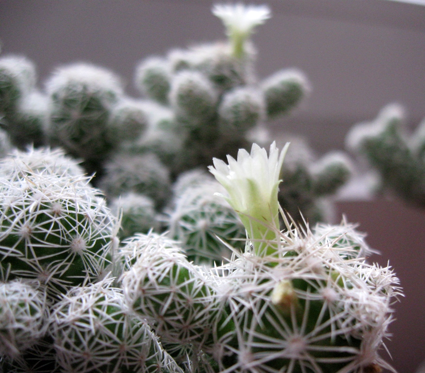 cactus flower