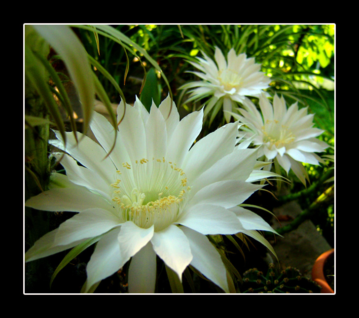 cactus flower