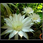 cactus flower